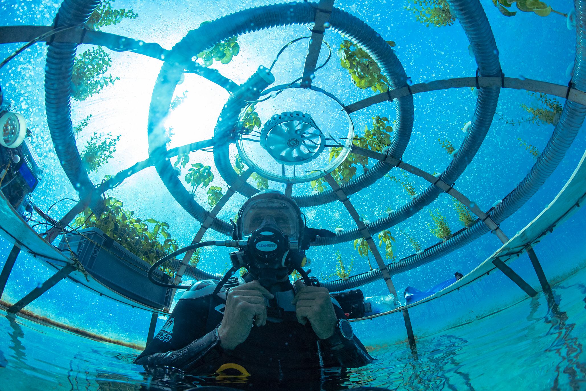 undersea_garden_002.jpg